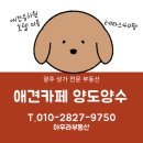 아우라공인중개사사무소 | [광주 애견카페 양도양수] 애견유치원 호텔 미용 광산구 첨단 테라스 잔디있는 애견카페