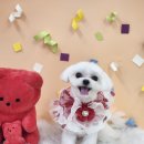 그루미뇽 이미지