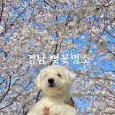칠서어린이집 | 함안벚꽃명소 칠서벚꽃 개화현황