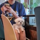 멍멍이와 숲속에서 이미지