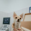 일산시티 동물의료센터 | 일산동물병원 24시 일산시티동물의료센터 믿음직한 반려동물 치료