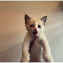 네코스토리 (서울 본점) 고양이 무료 분양 이미지