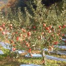 새들농장 이미지