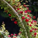 서천 장미공원 이미지