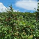 진해농장 이미지