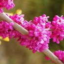 진고개교 이미지