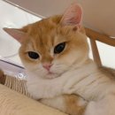 시바냥
