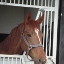 경마장가는길 이미지