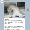 큰별동물의료원 | [동물병원] 일산동물의료원 강아지 TPLO 수술 후 급성 폐렴, 응급 중환자실 입원 및 치료 후기 - EP.01