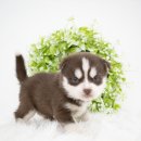 천안 강아지분양 도로시펫 이미지