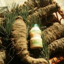 평창백덕산더덕 이미지