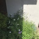 레이지연화 이미지