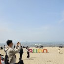 마루애견 이미지