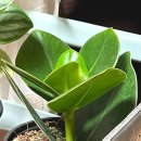 페페로미아 이미지