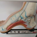 바이오오소틱 이미지