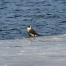 매(Peregrine Falcon) 이미지