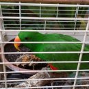 자연속에 고기세상 이미지