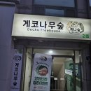 나무숲아이 | [공지] 청주도마뱀분양 초보도 안심했던 파충류샵 게코나무숲 후기