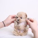 키즈멍 안양본점 이미지