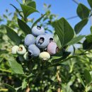 [참여] 수확 시작했다~ 수확 끝났다~ 이미지