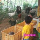 태호농장 Daum카페