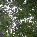 동백 유기농원 | 혼자 제주도 여행가시나요? 힐링을 위한 제주도 혼자 여행 코스엔 "필수"! 제주도축제 시즌글라스녹차...