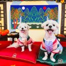 놀러오개 애견 유치원 애견 호텔 이미지