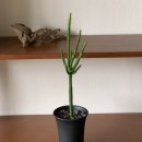 흑토랑농장 | 춘천꽃집화분/춘천식물/집들이&amp;승진선물추천/새로운 식물과 화분칭구들 - 선인장편 - (춘천꽃집무해)