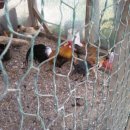 감당농장 이미지