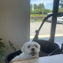 서문로28번길 | 서귀포 애견동반 카페 3곳 추천: 직접 다녀온 후기 1 (feat. 실내동반가능만)