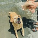도그파크랜드 | 용인 모현 애견 놀이터와 수영장이 있는 도그파크랜드 이용 후기