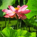 강변오리 이미지