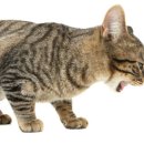 해밀동물병원 이미지