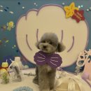 뽀송그루밍 이미지