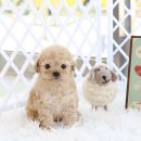 몽글몽글 이미지