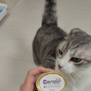 CM 동물병원 | 고양이투약보조제 벨릭서 CM:하이포 후기