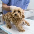 토평동물병원 이미지