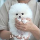 신창농장 | 신창강아지분양 도로시펫에서 데려오기까지