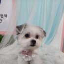 서영농장 | 강남 애견미용학원 반려견 무료미용 :: 이바우펫