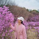 꼬꼬마 강아지 | 부천 원미산 진달래축제 가는법과 주차 실시간 개화 상황