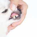 아이안 동물의료센터 이미지