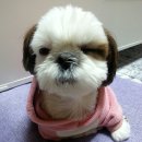 제일시추 네이버블로그