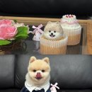 멍쓰데이 이미지