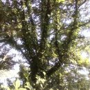 세구지공원 Daum카페
