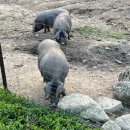 김동선 농장 이미지