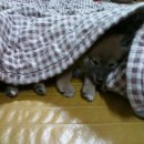 선규농장 Daum카페