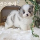 함께 있어줄개 이미지