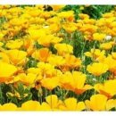 엘로힘문구