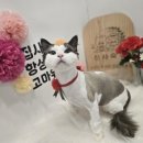 신사숙묘 네이버블로그