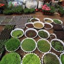 살바토레펜션 이미지